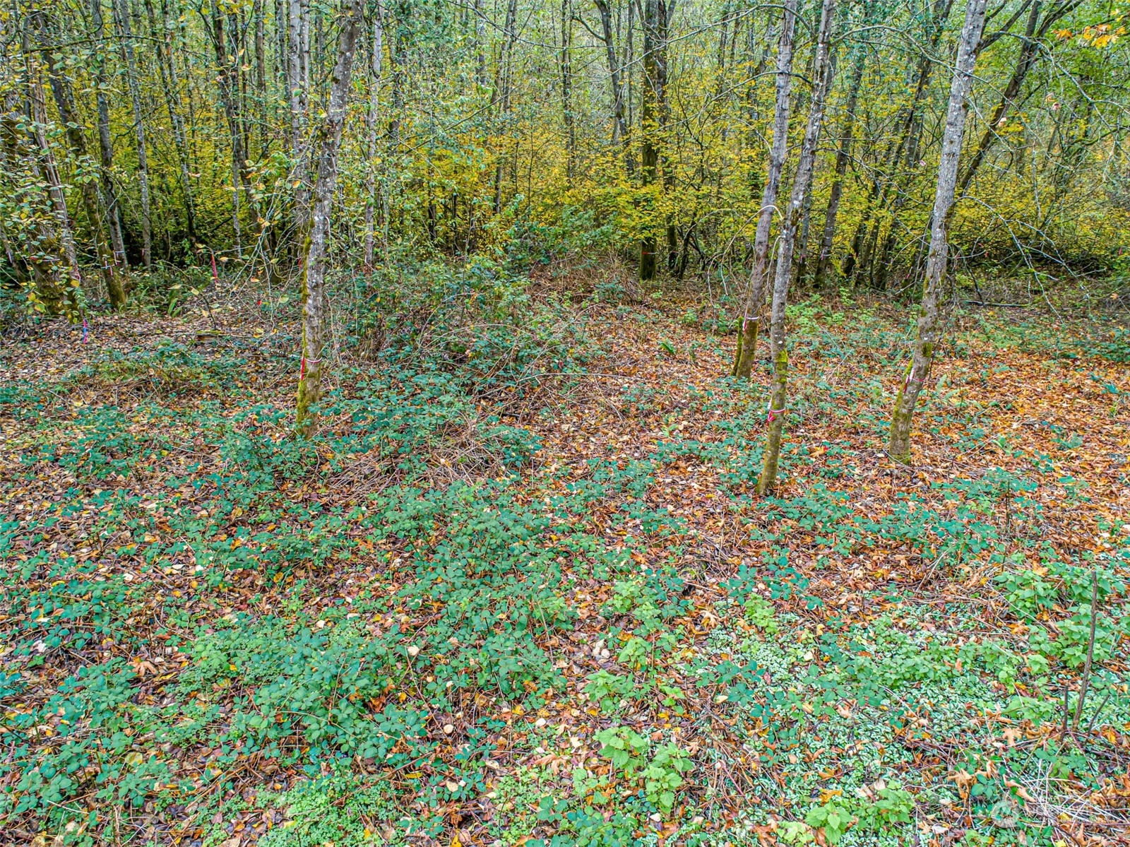 0 South 357th Street Federal Way, WA 98003 - Photo 10 of 34