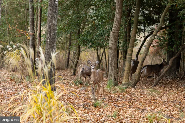 $1,849,900 | 16939 Ketch Court, Lewes, DE 19958