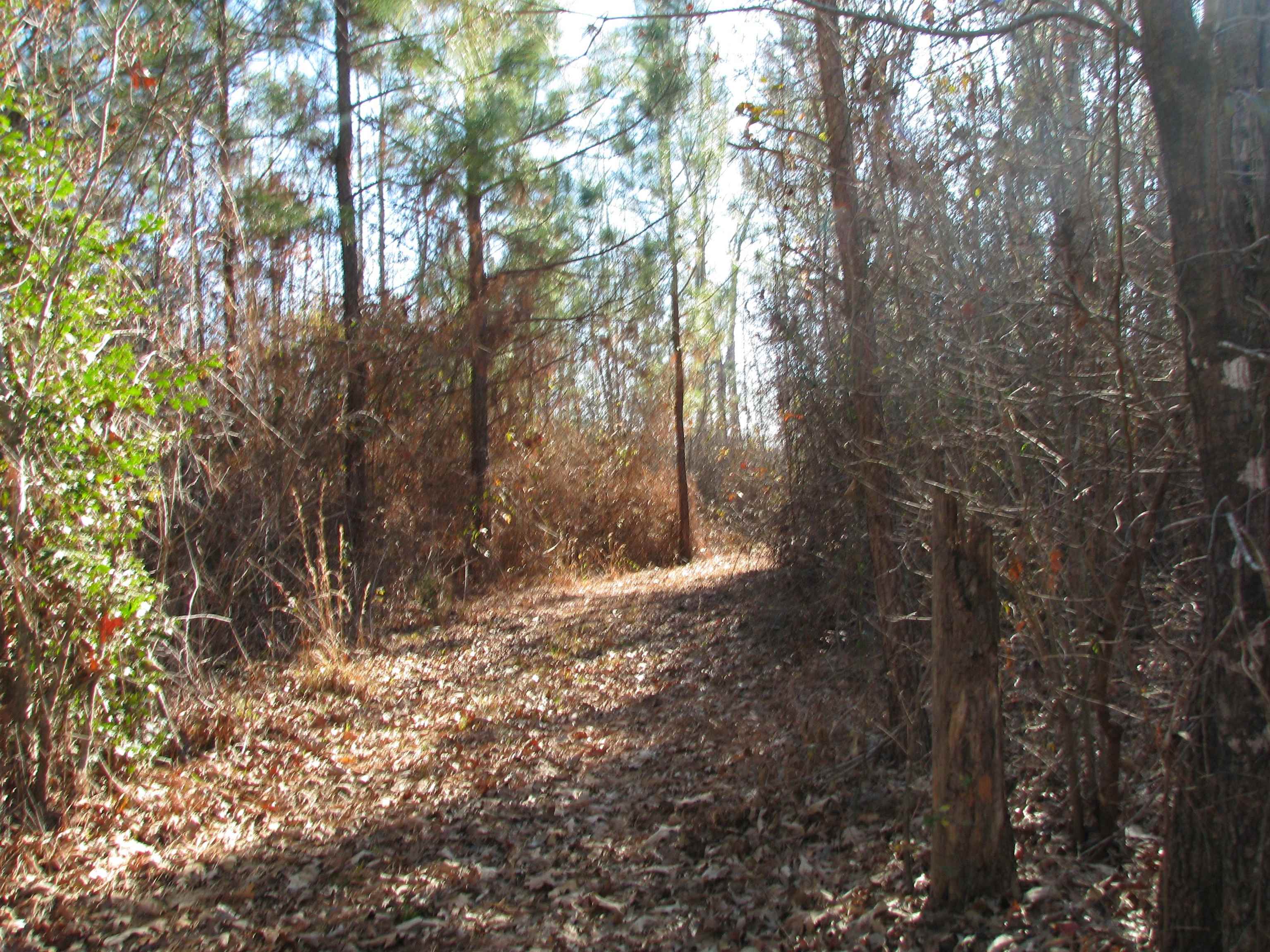 0 Buckhead Road Liberty Hill, SC 29074 - Photo 17 of 29 View of nature