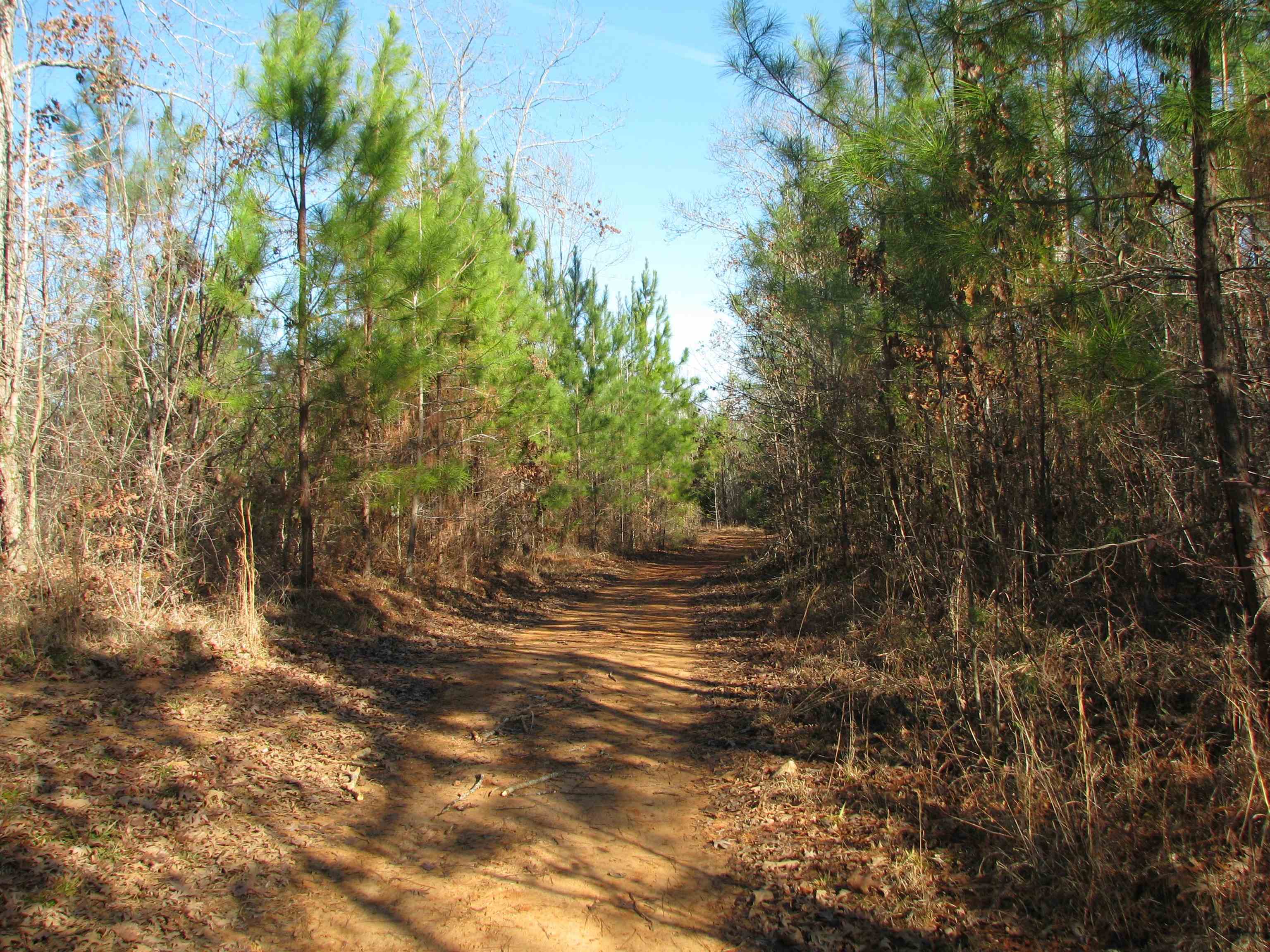 0 Buckhead Road Liberty Hill, SC 29074 - Photo 18 of 29 View of dirt / gravel road featuring a view of trees
