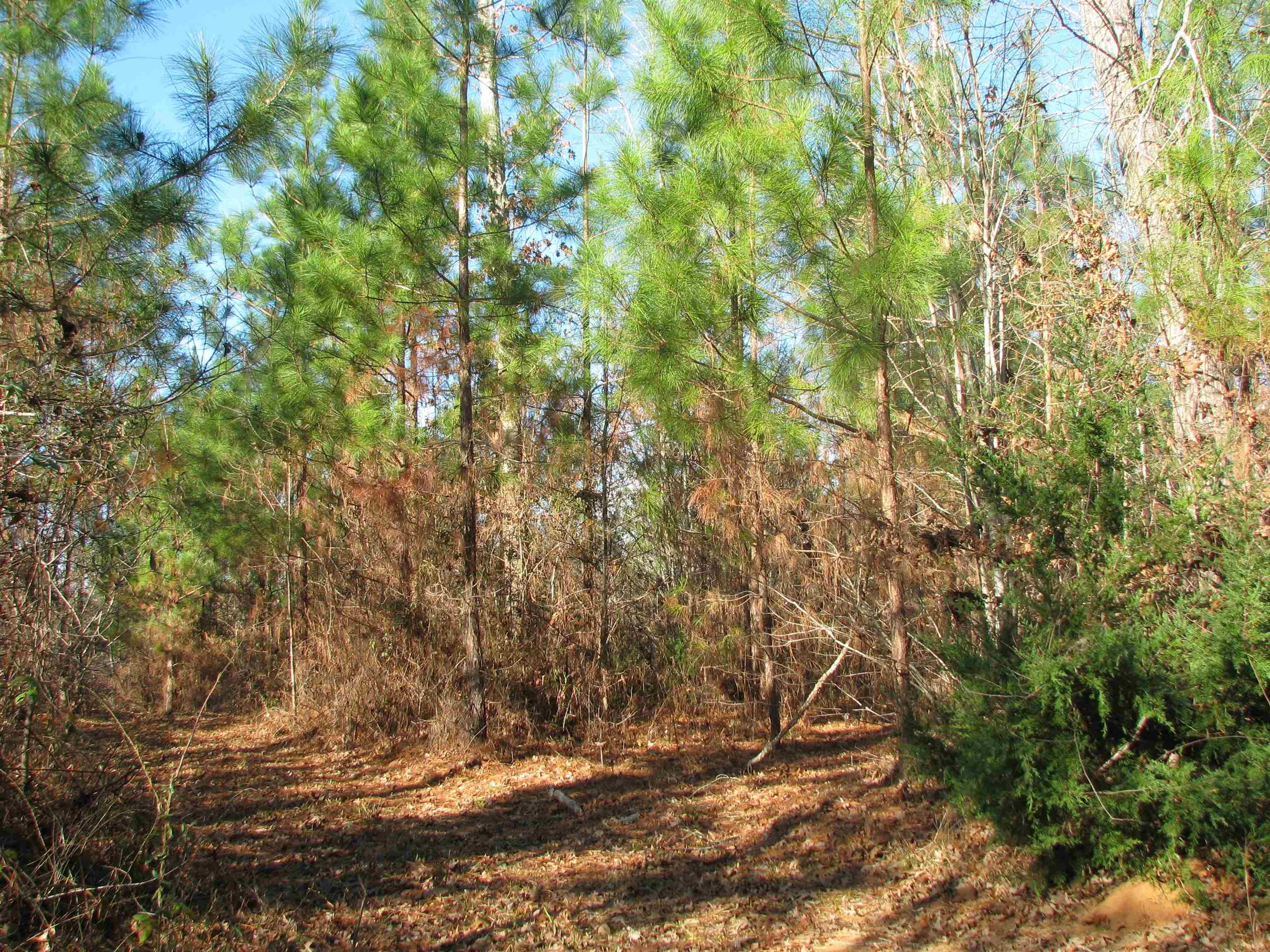 0 Buckhead Road Liberty Hill, SC 29074 - Photo 19 of 29 View of woods