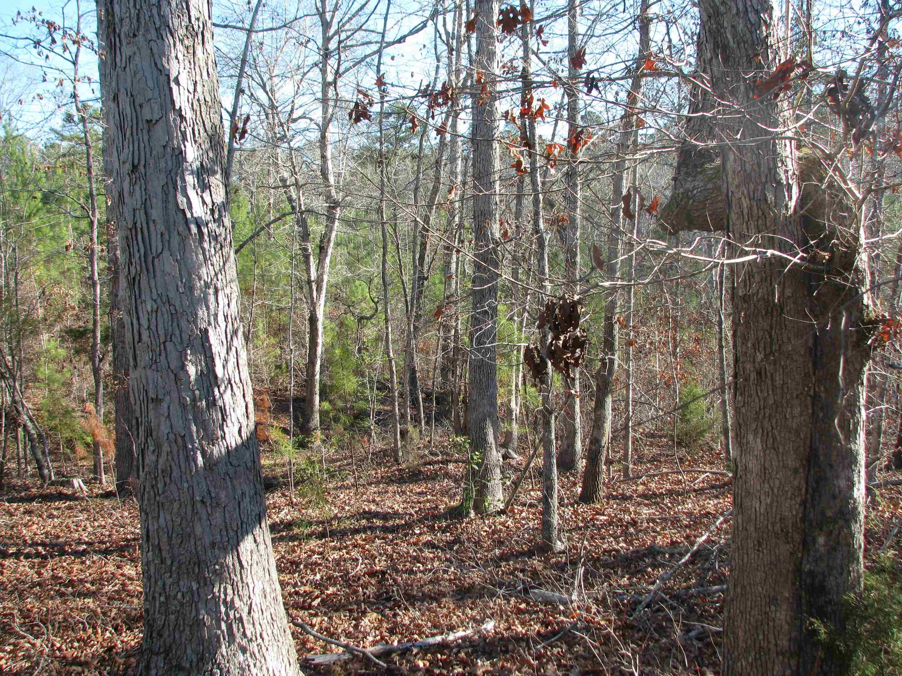 0 Buckhead Road Liberty Hill, SC 29074 - Photo 20 of 29 View of woods