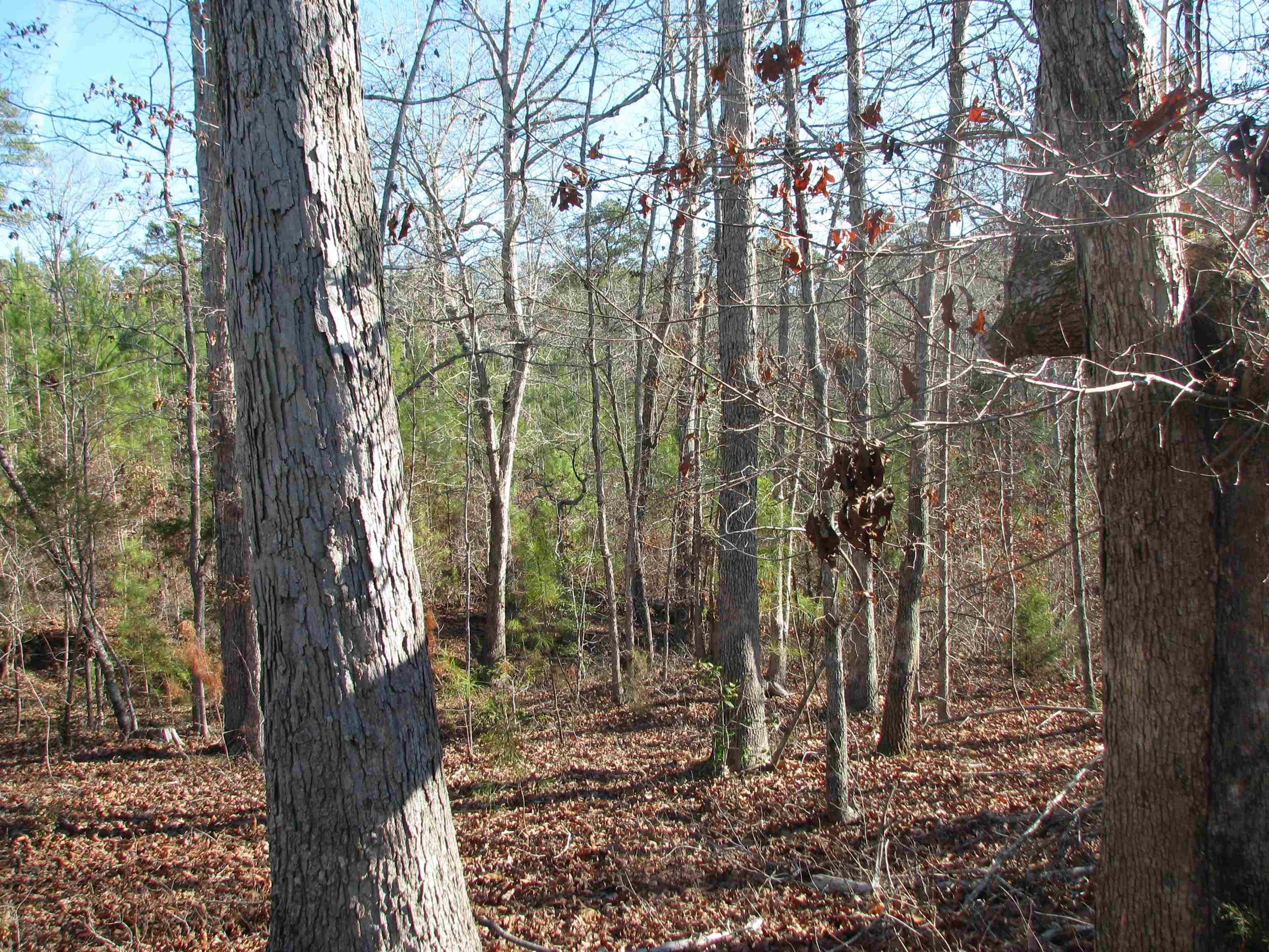 0 Buckhead Road Liberty Hill, SC 29074 - Photo 21 of 29 View of wooded area