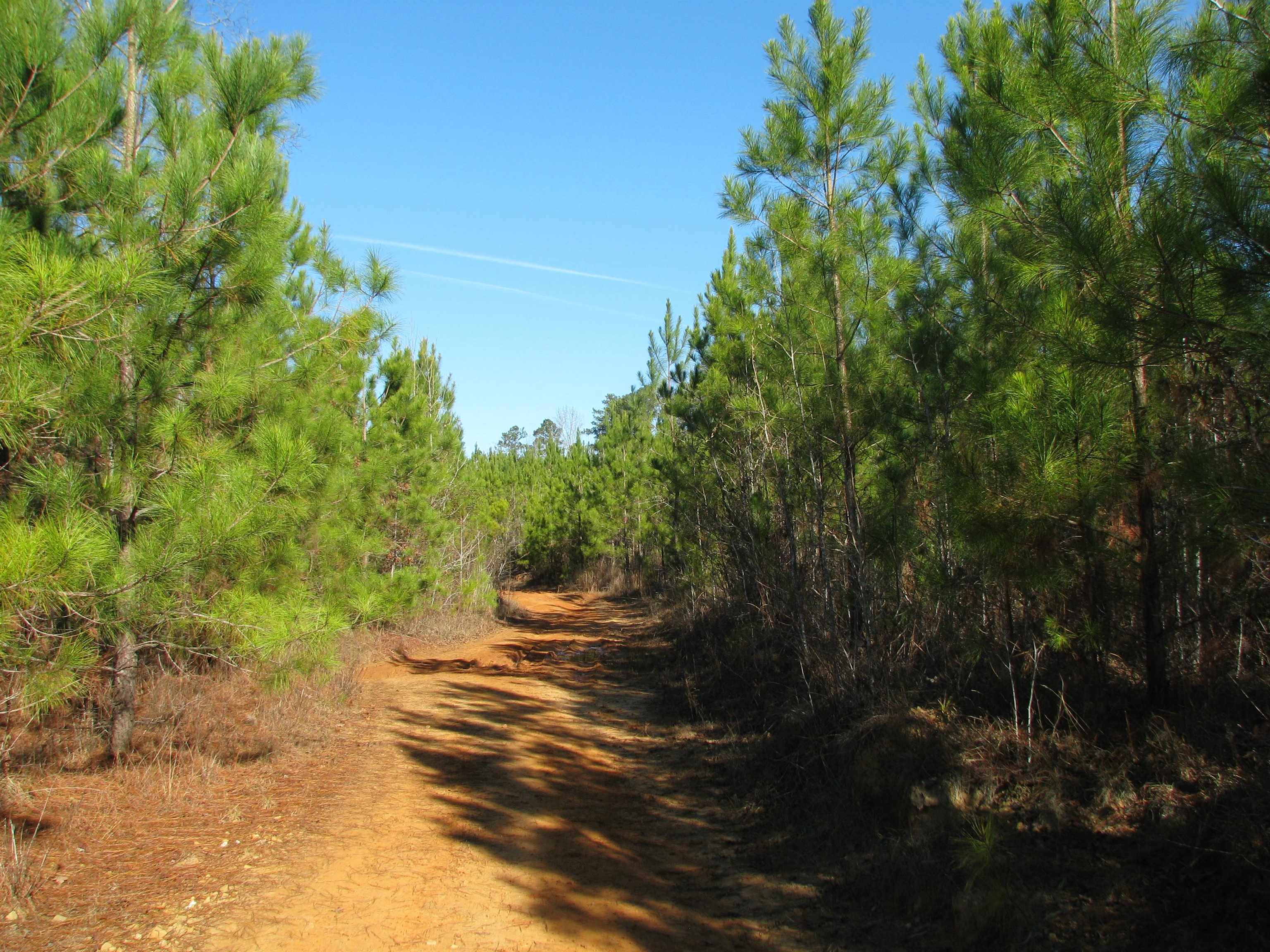 0 Buckhead Road Liberty Hill, SC 29074 - Photo 22 of 29 View of road with a forest view