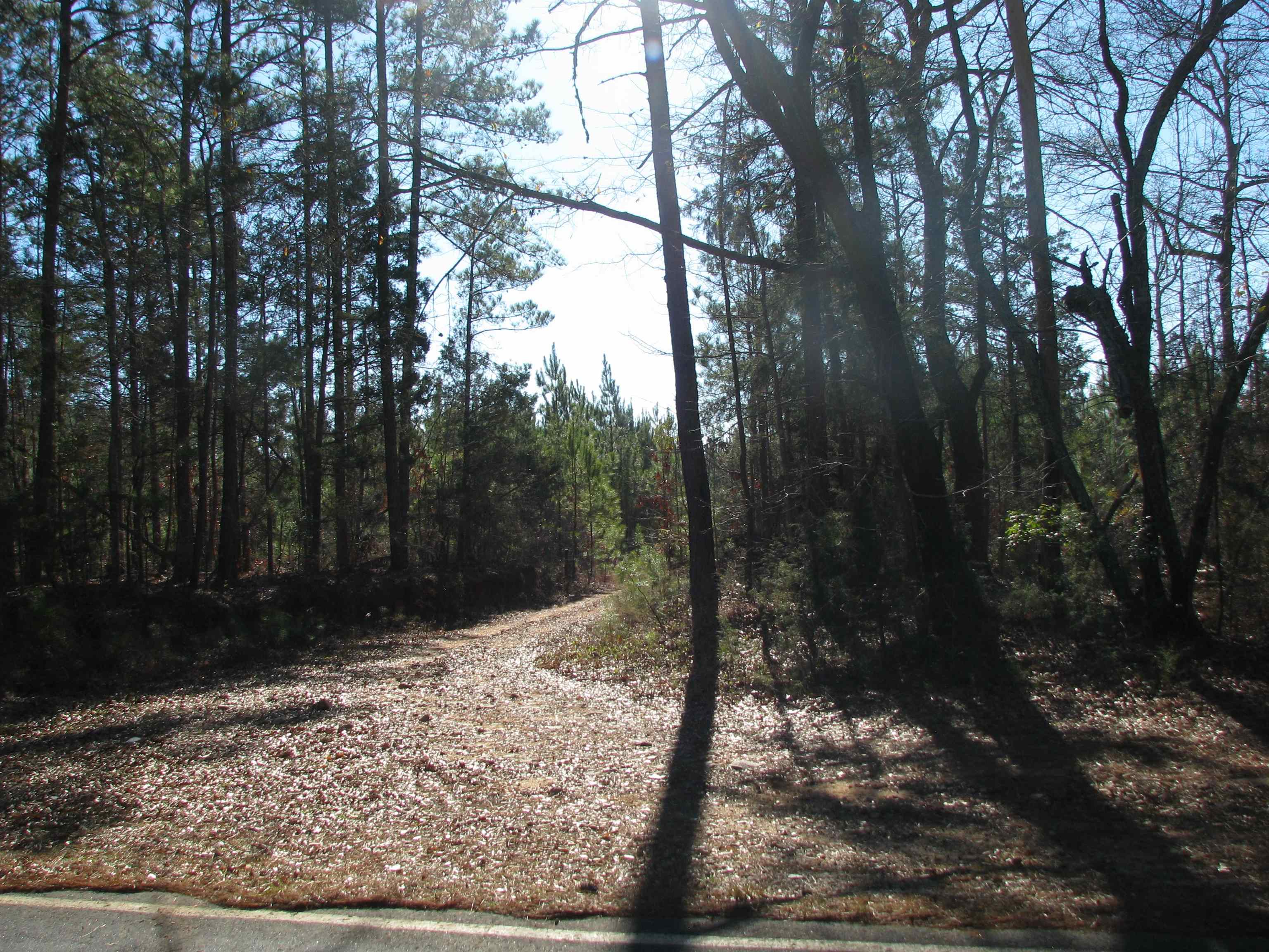 0 Buckhead Road Liberty Hill, SC 29074 - Photo 23 of 29 View of woods