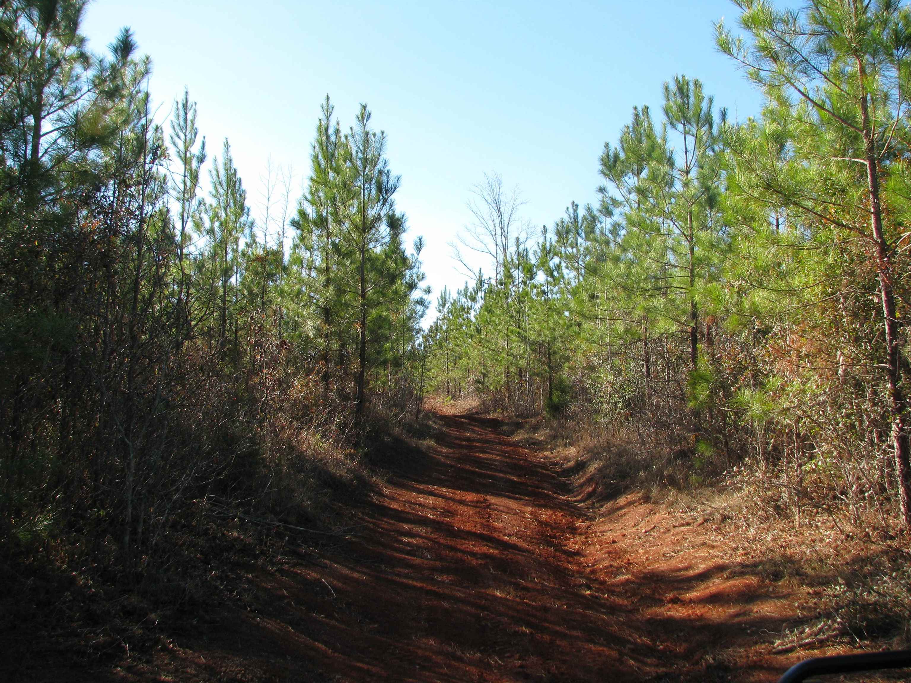 0 Buckhead Road Liberty Hill, SC 29074 - Photo 26 of 29 View of wooded area