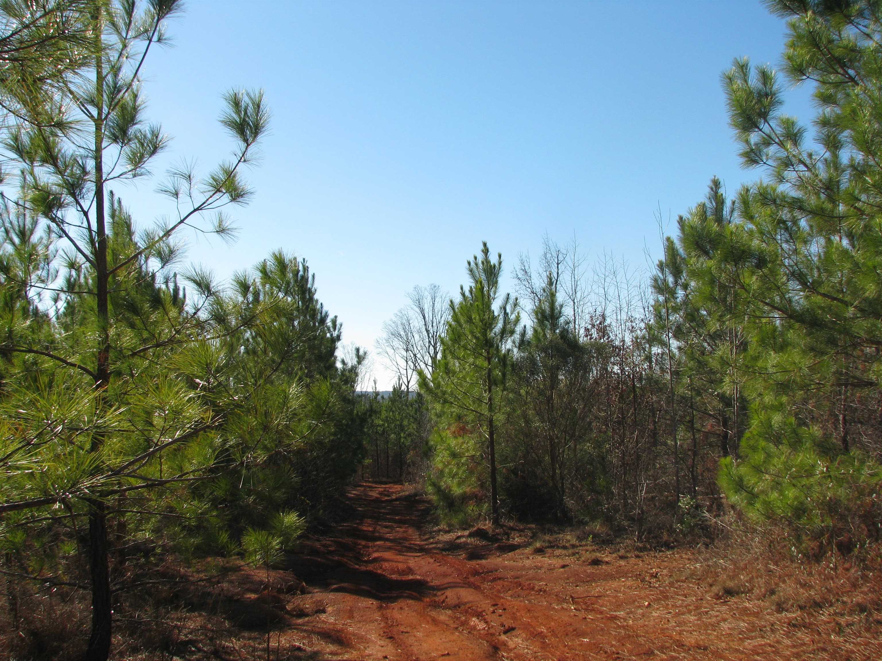 0 Buckhead Road Liberty Hill, SC 29074 - Photo 27 of 29 View of local wilderness