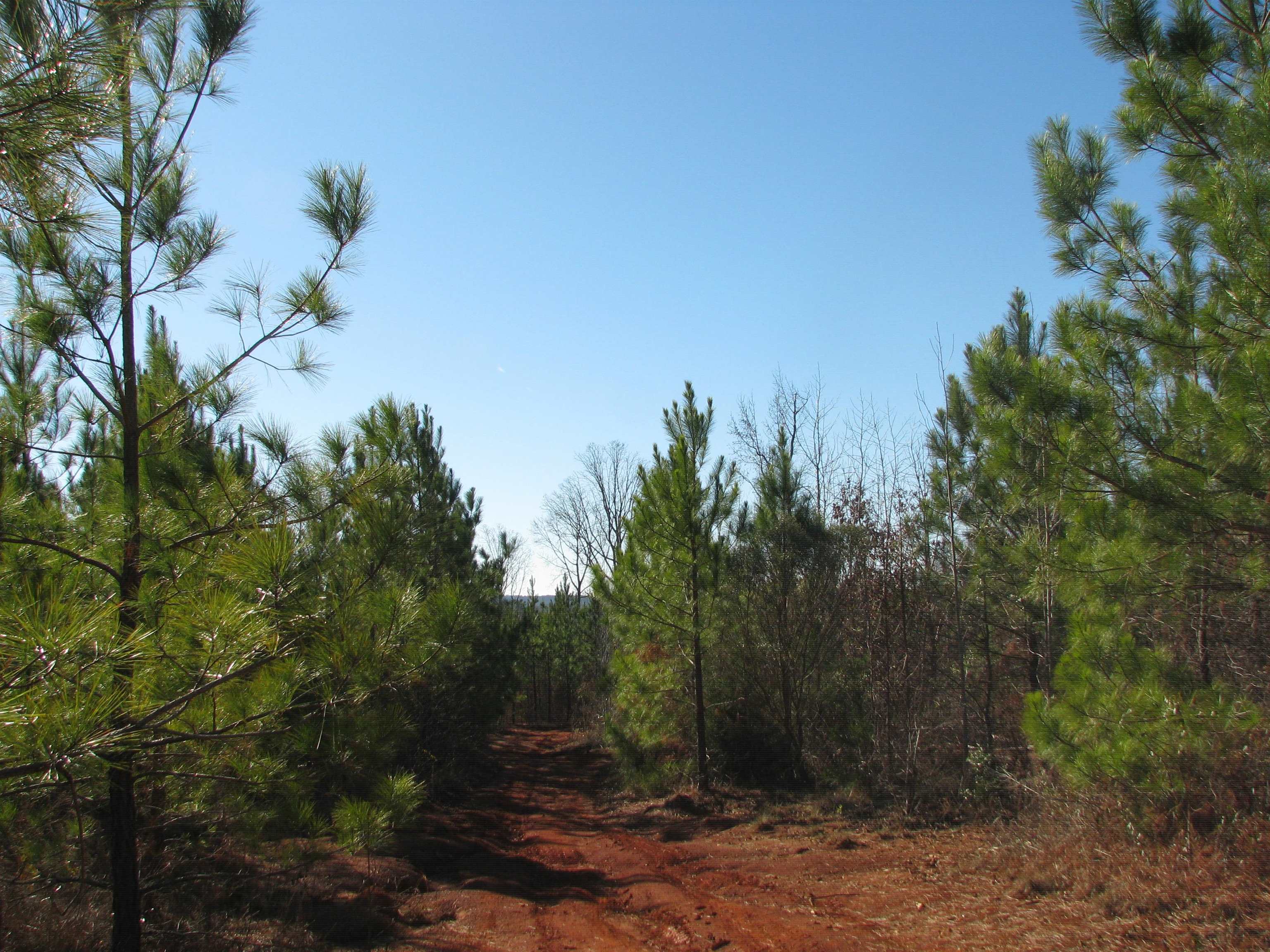 0 Buckhead Road Liberty Hill, SC 29074 - Photo 28 of 29 View of nature
