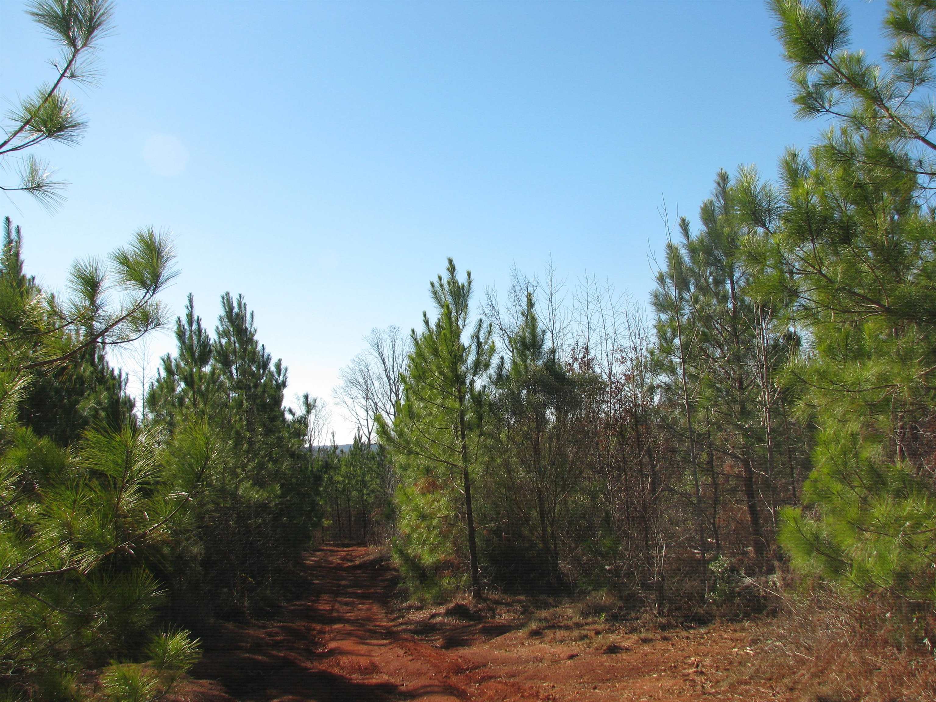 0 Buckhead Road Liberty Hill, SC 29074 - Photo 29 of 29 View of undeveloped land
