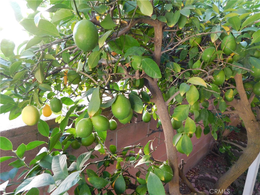 10675 Bryant Street, Unit 112 Yucaipa, CA 92399 - Photo 44 of 49 a backyard of a tree