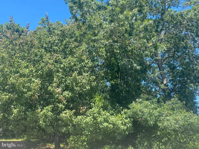 a view of a lush green forest