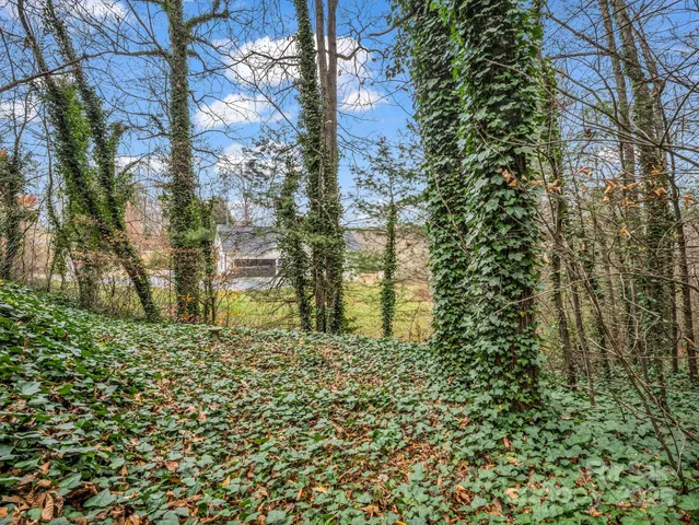 a plant view of a garden