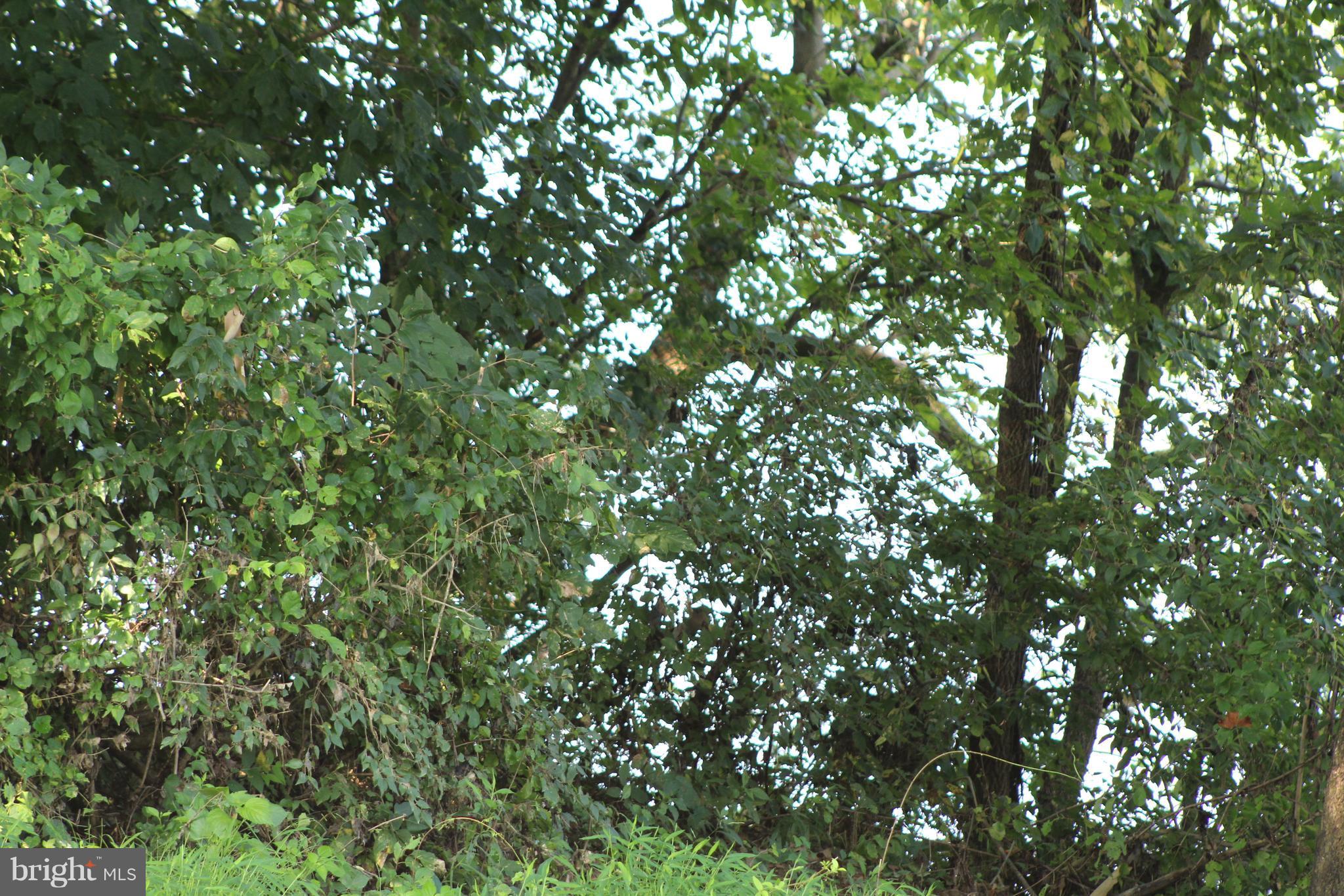 Farms Riverview Road Front Royal, VA 22630 - Photo 11 of 15 a view of a tree