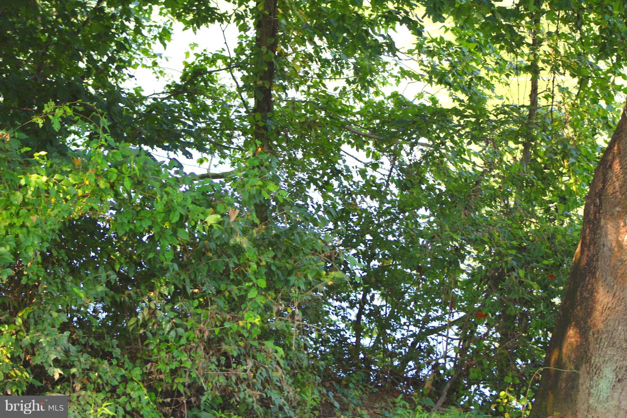 Farms Riverview Road Front Royal, VA 22630 - Photo 8 of 15 a view of a tree