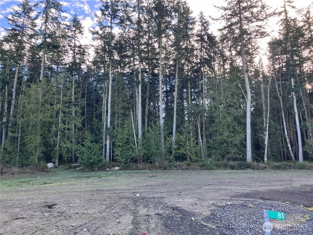 a view of a forest with trees in the background