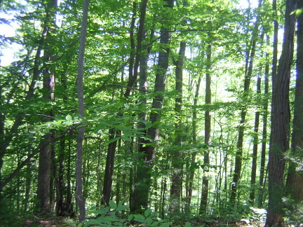0 Puppy Creek Road Stuart, VA 24171 - Photo 10 of 11 View