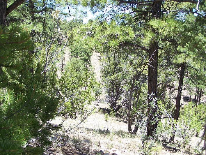 3453 Carefree Road Heber, AZ 85928 - Photo 13 of 15 YARD
