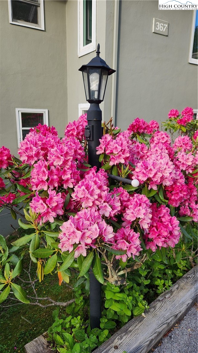 367 Skyleaf Drive, Unit D8 Banner Elk, NC 28604 - Photo 41 of 43 a view of a flower