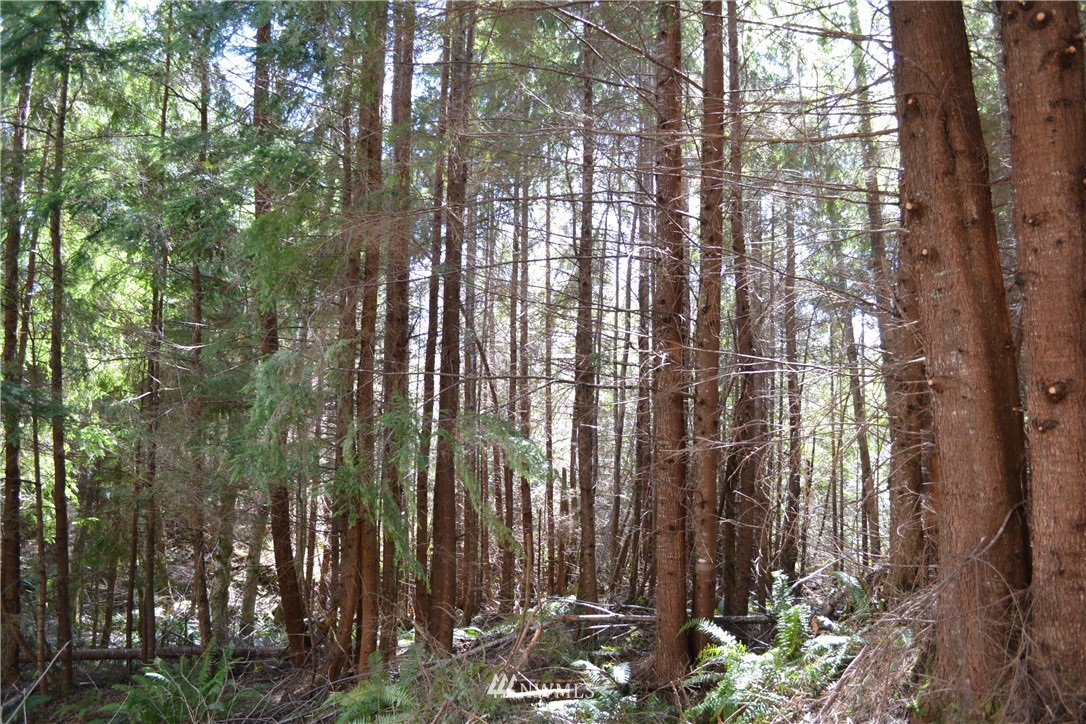 999 Lords Lake Loop Road Quilcene, WA 98376 - Photo 3 of 14