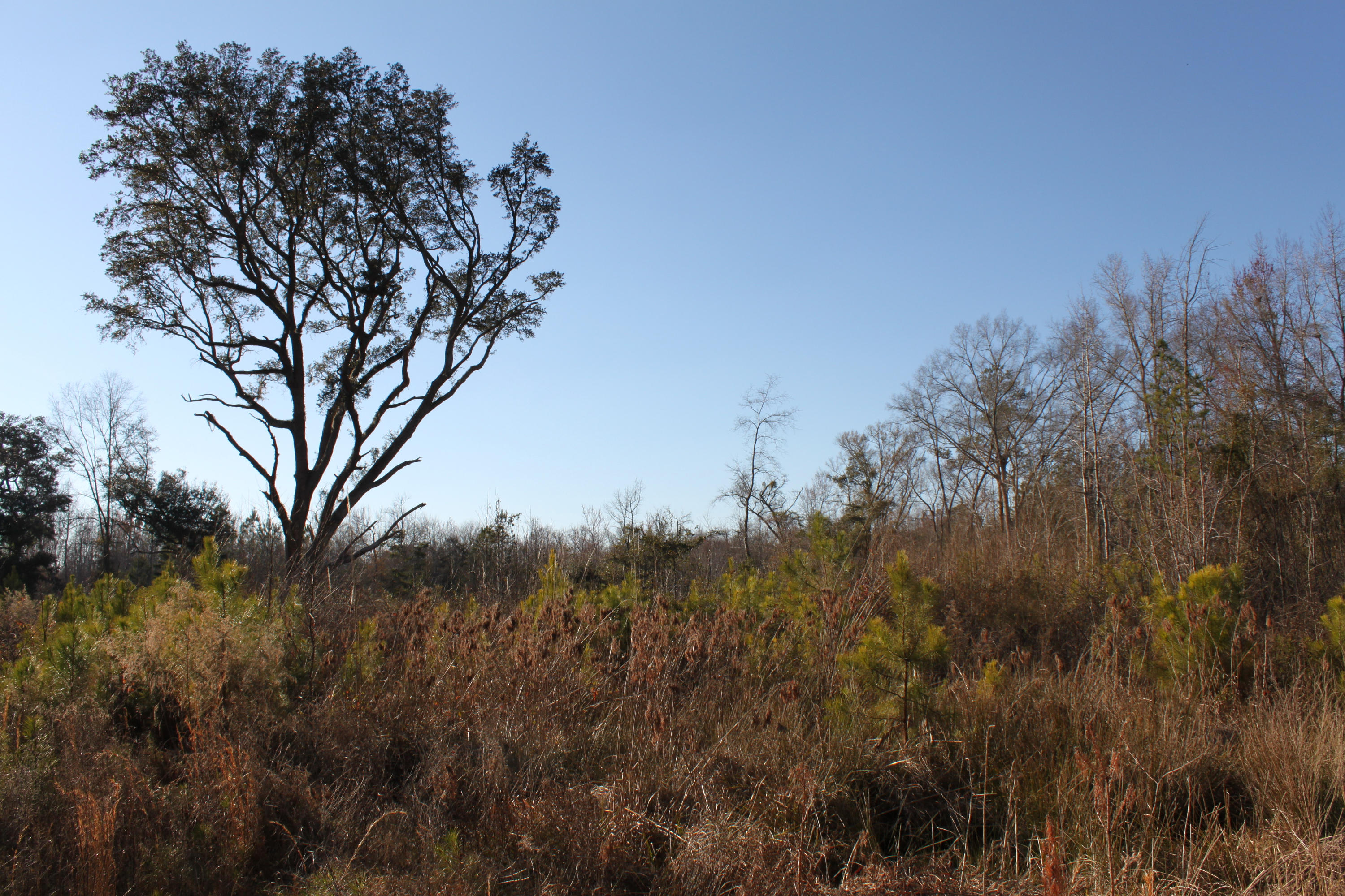527 Parkers Ferry Road Adams Run, SC 29426 - Photo 2 of 3 IMG_4605