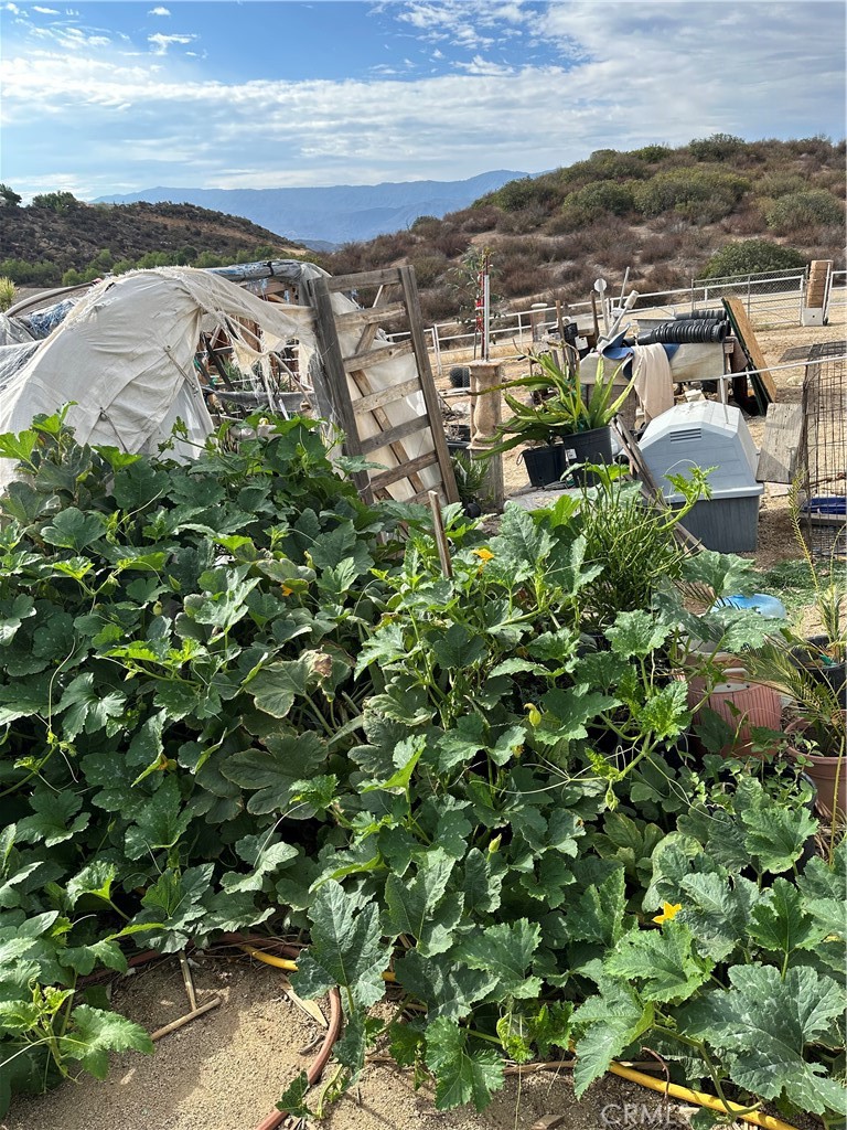 41720 Oak Canyon Road Hemet, CA 92544 - Photo 18 of 60 Plants & fruit trees.