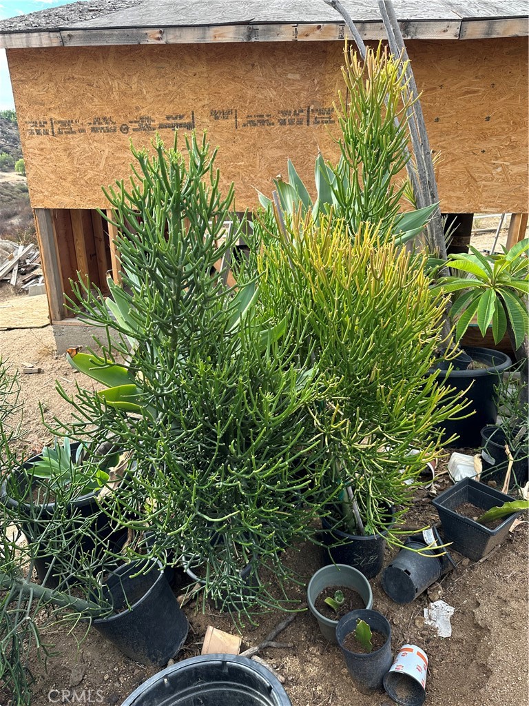 41720 Oak Canyon Road Hemet, CA 92544 - Photo 20 of 60 a backyard of a house with lots of green space
