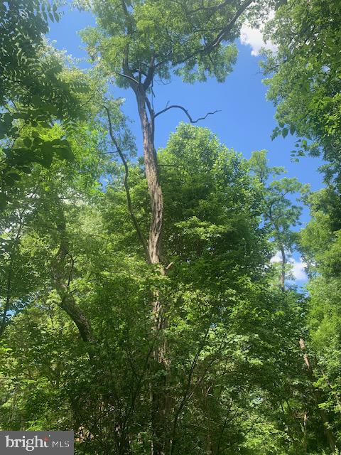 5353 Cito Road McConnellsburg, PA 17233 - Photo 14 of 15 Majestic trees reach for the sky.
