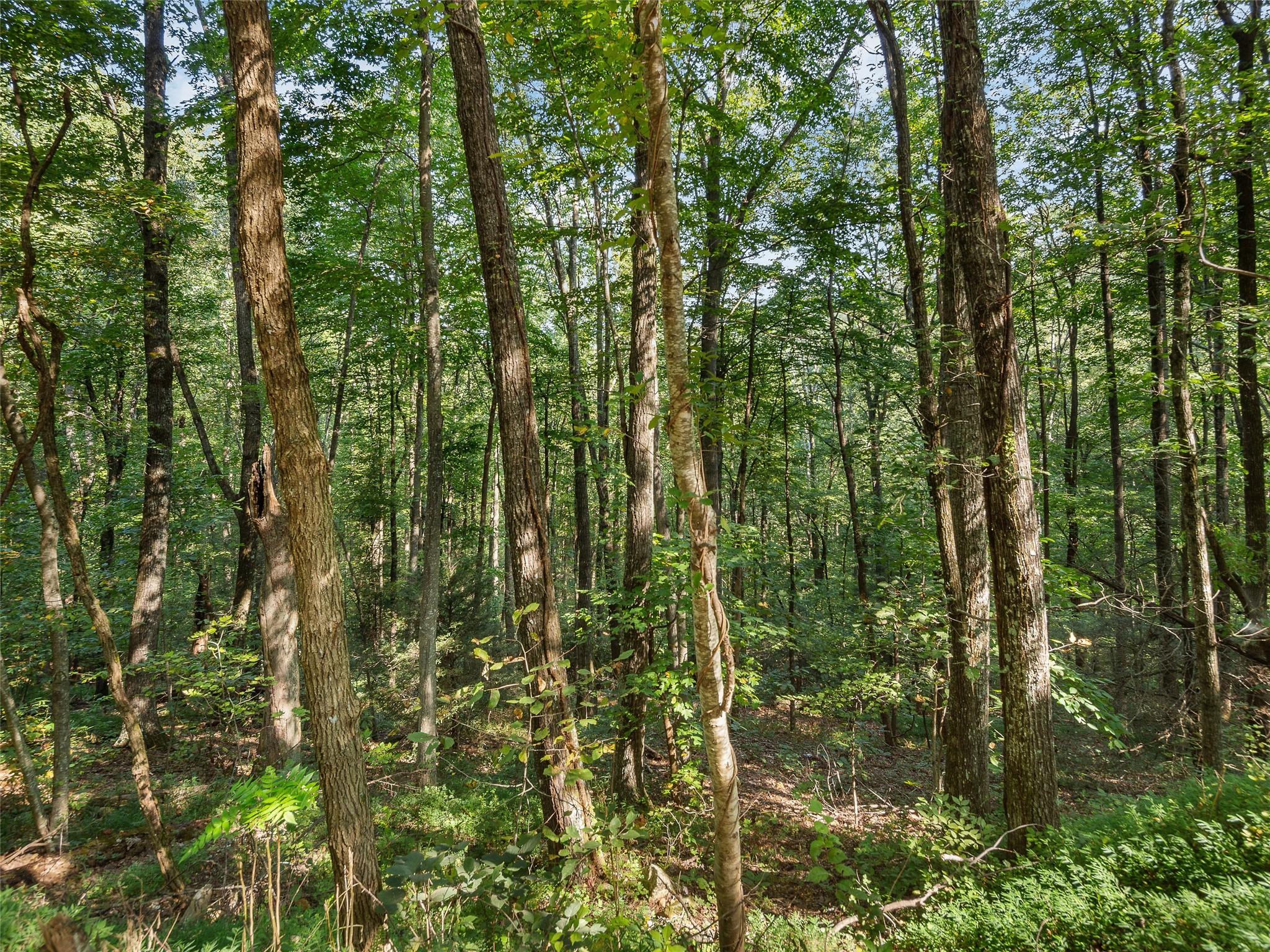 Lot 23 Miller Mountain Road Saluda, NC 28773 - Photo 2 of 5