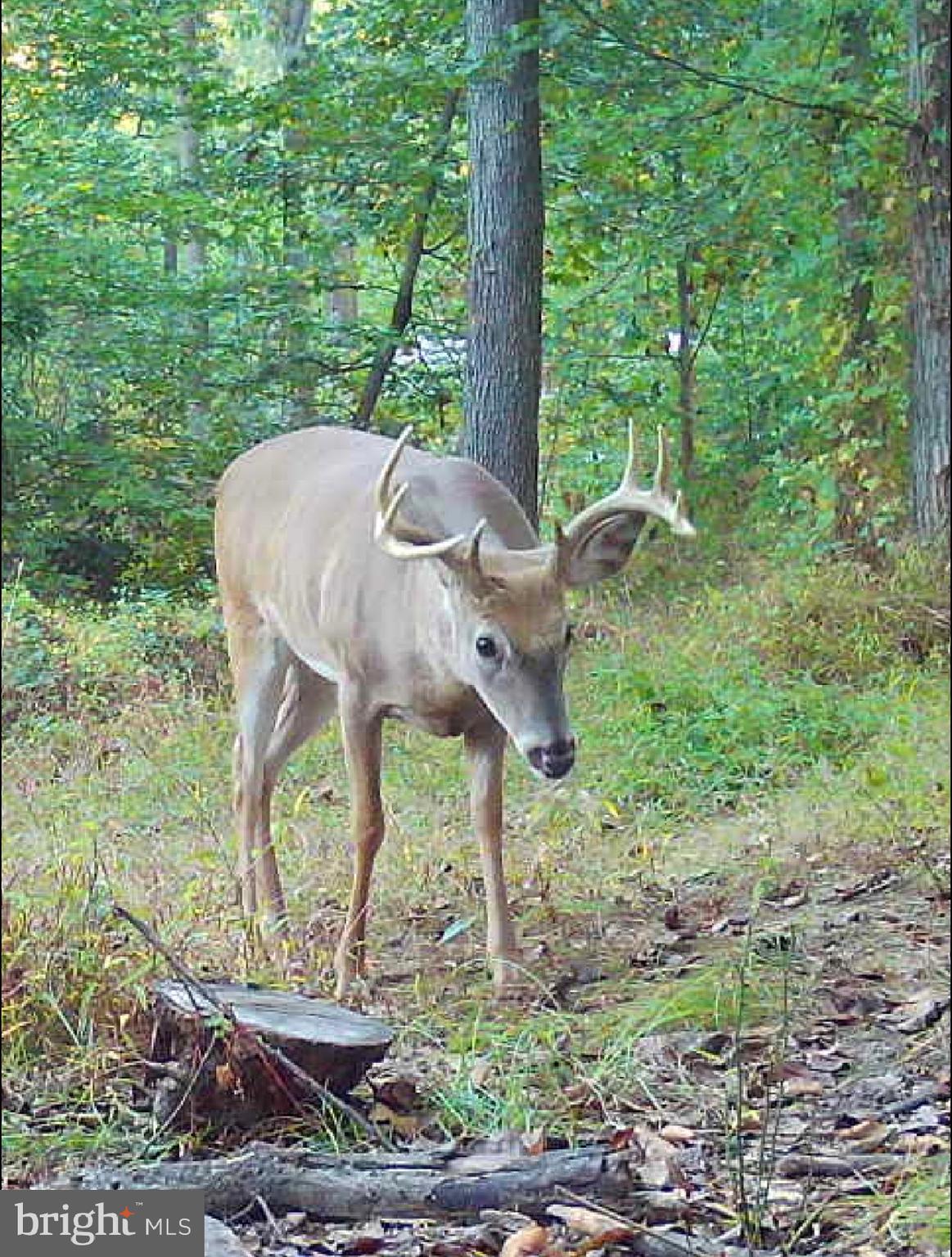 920 Cola Road Middletown, PA 17057 - Photo 13 of 134 Deer are plentiful