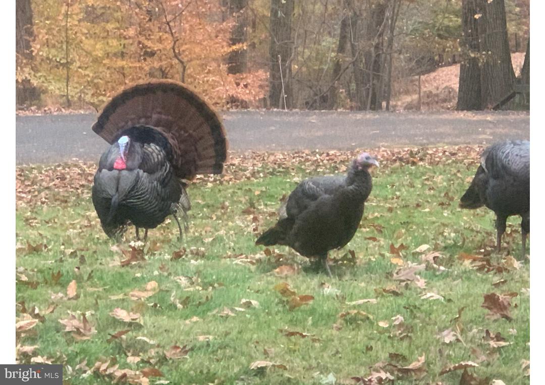 920 Cola Road Middletown, PA 17057 - Photo 15 of 134 Turkeys too!