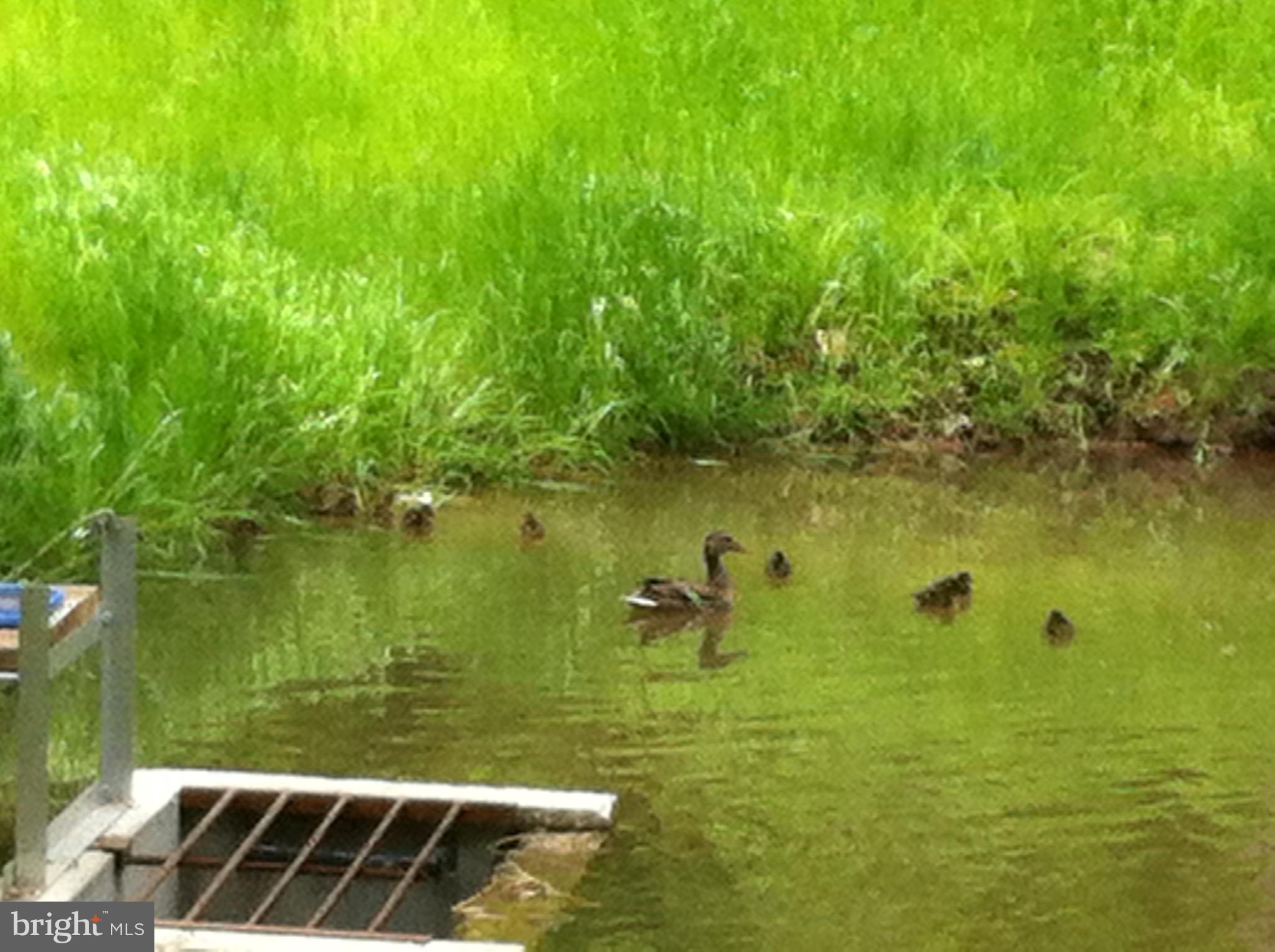920 Cola Road Middletown, PA 17057 - Photo 16 of 134 Ducks on the pond