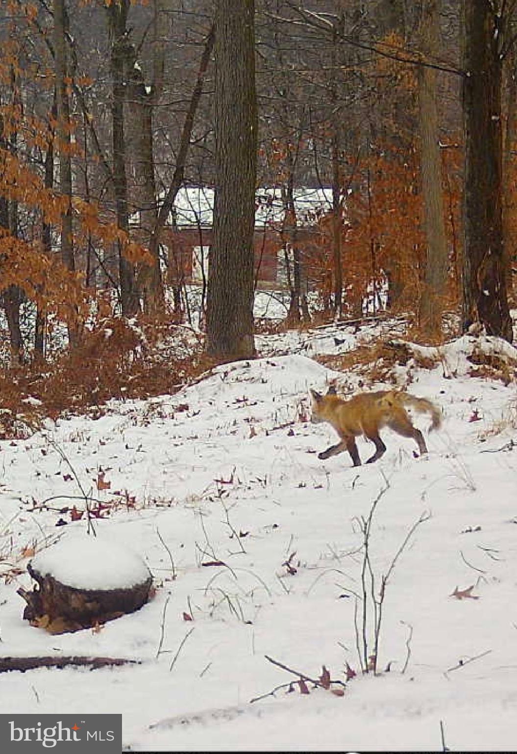 920 Cola Road Middletown, PA 17057 - Photo 17 of 134 Beautiful red fox