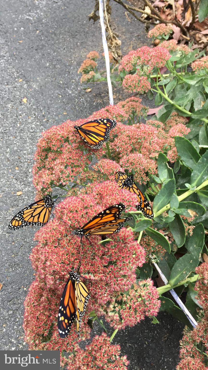 920 Cola Road Middletown, PA 17057 - Photo 18 of 134 Monarchs love the plantings here!