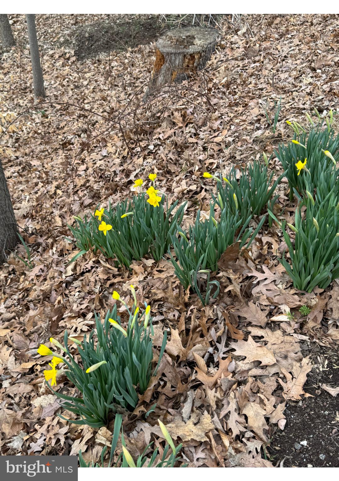 920 Cola Road Middletown, PA 17057 - Photo 20 of 134 Daffodils peep thru in the spring by the driveway