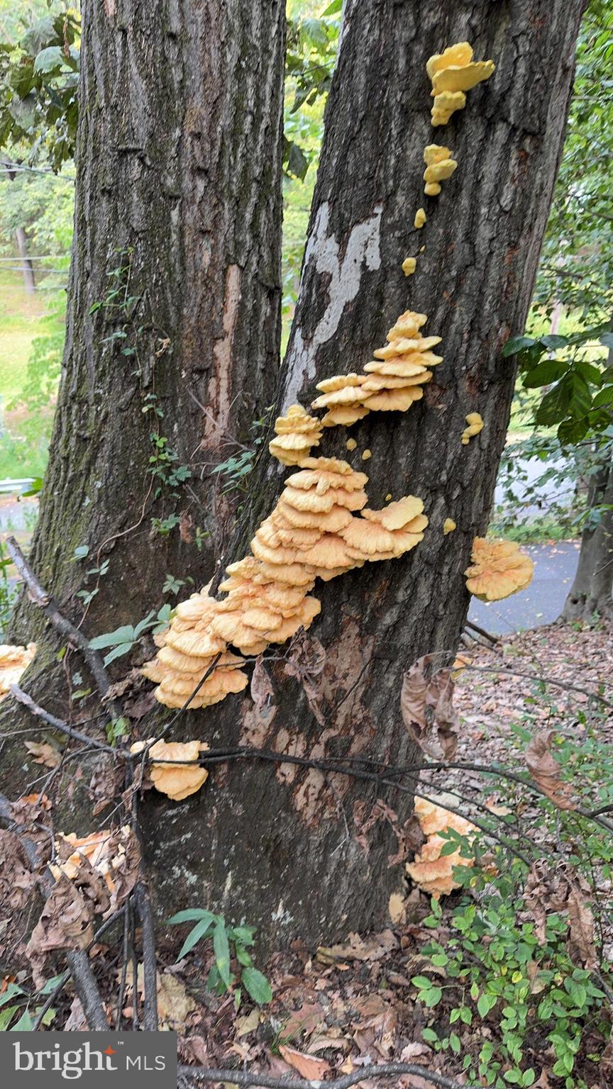 920 Cola Road Middletown, PA 17057 - Photo 21 of 134 This "chicken of the woods" is an edible delicacy!