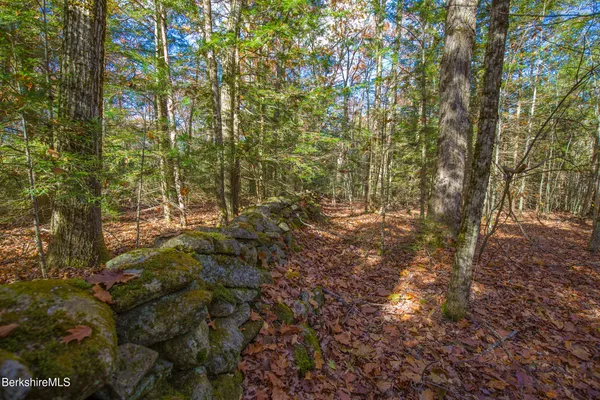a view of forest