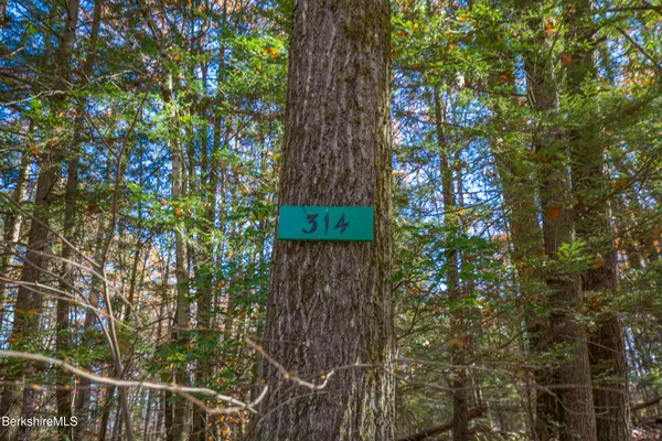 a picture of tree
