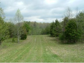 312 Painter Creek Road Chuckey, TN 37641 - Photo 19 of 24 Trail to pond woods