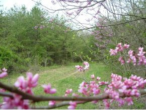 312 Painter Creek Road Chuckey, TN 37641 - Photo 20 of 24 Trail into woods