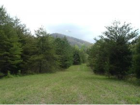 312 Painter Creek Road Chuckey, TN 37641 - Photo 22 of 24 View of cedar trees area