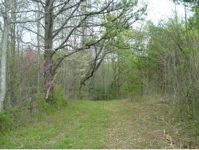 312 Painter Creek Road Chuckey, TN 37641 - Photo 24 of 24 ATV trail in woods