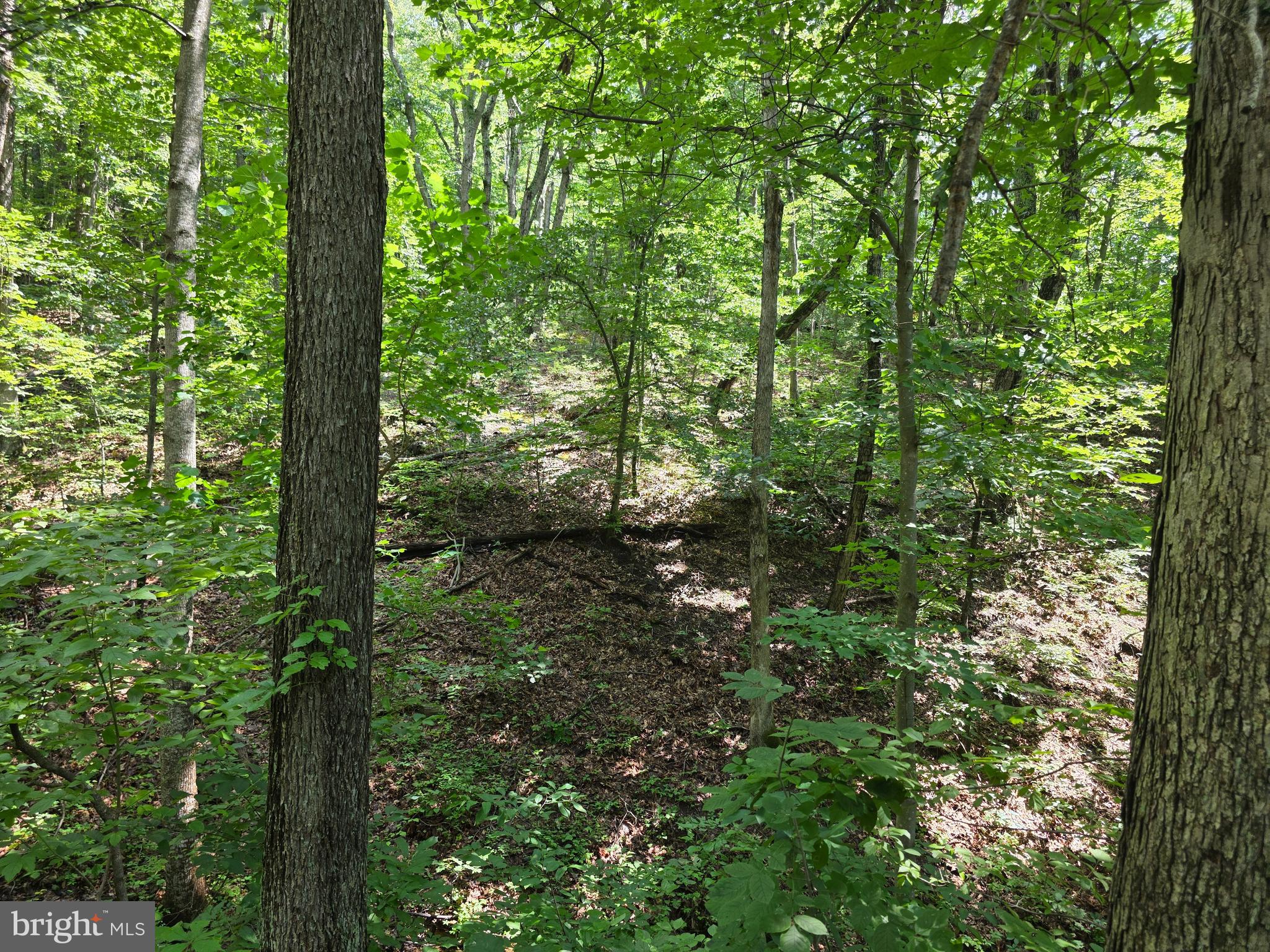 Hillandale Road Front Royal, VA 22630 - Photo 2 of 2 a view of a forest