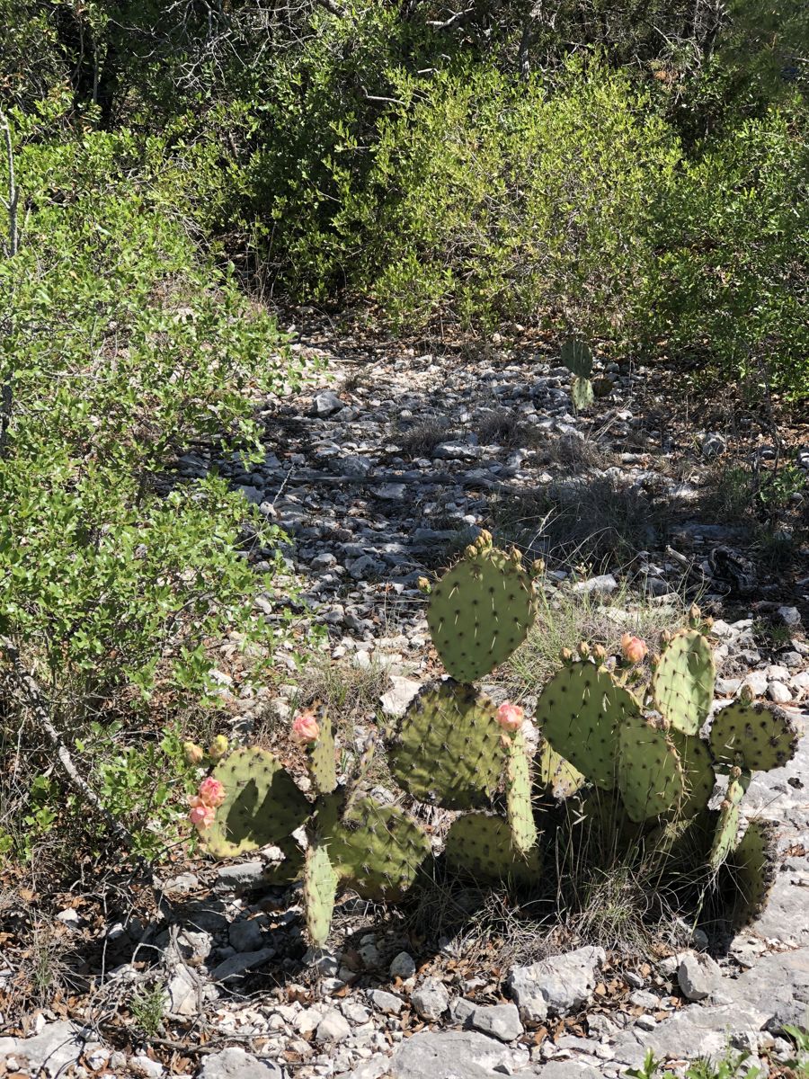 635 County Road 635 Rocksprings, TX 78880 - Photo 15 of 31 Native cacti thrive amidst a natural, rocky landscape, showcasing resilient desert flora.