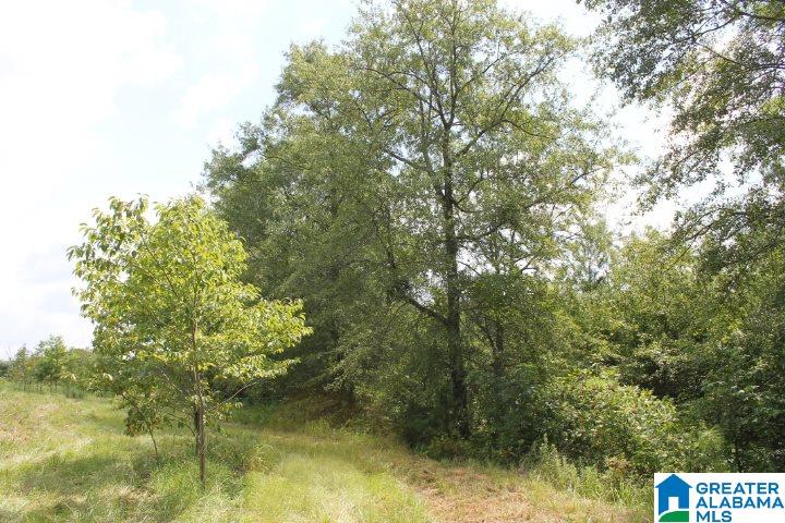 Bradford Road Lineville, AL 36266 - Photo 3 of 16