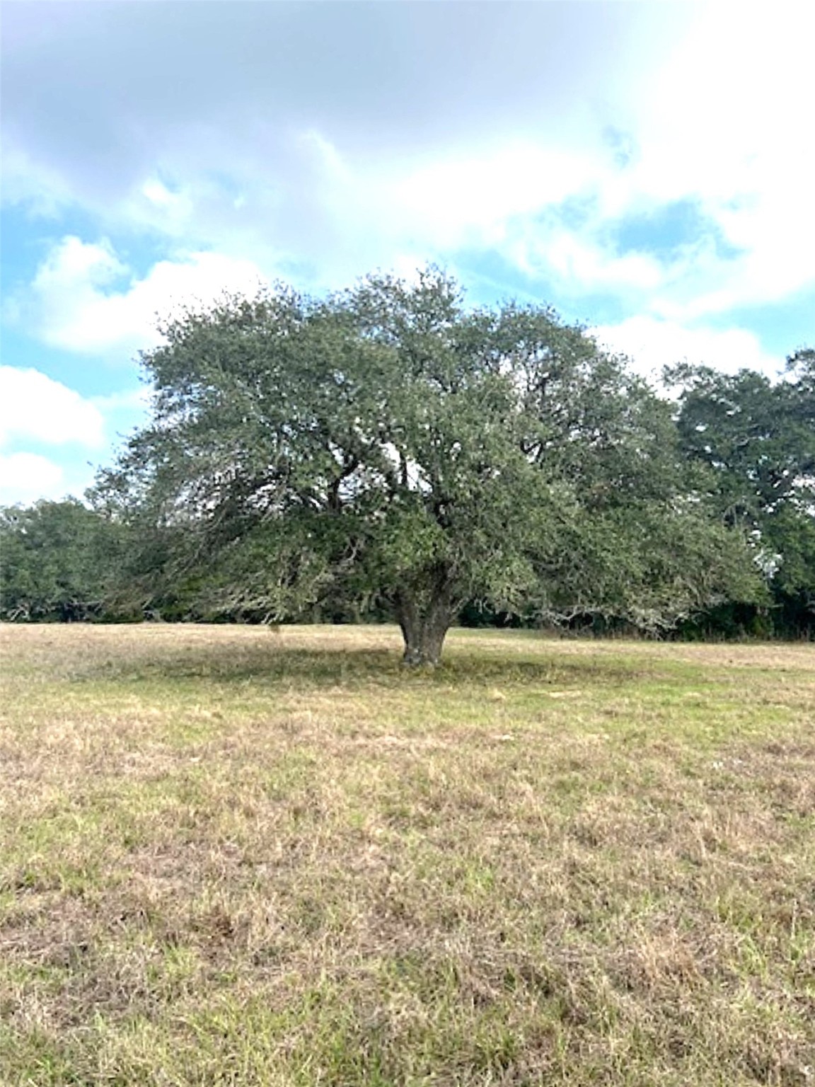 Tbd 20-acres Tbd 20-acres Cat Spring Road Cat Spring, TX 78933 - Photo 4 of 21