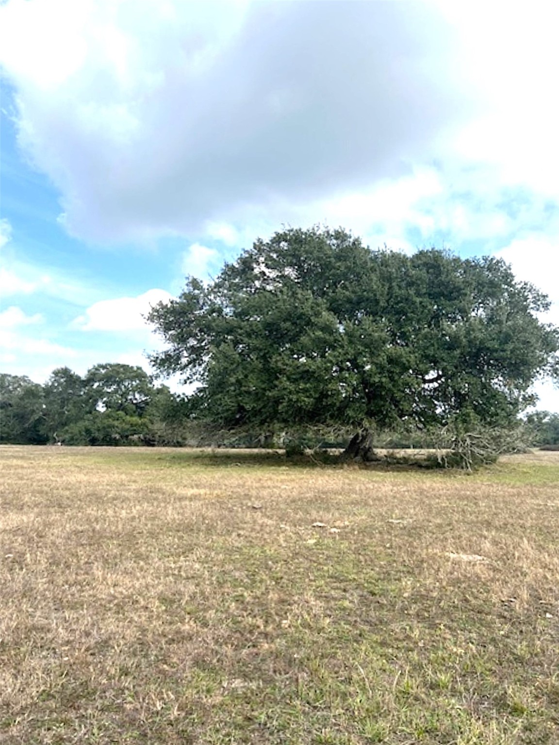 Tbd 20-acres Tbd 20-acres Cat Spring Road Cat Spring, TX 78933 - Photo 5 of 21