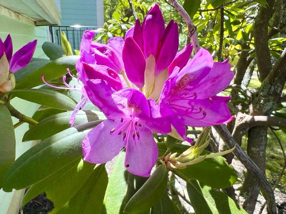 199 Timberlane Drive Brewster, MA 02631 - Photo 12 of 44 a view of a flower