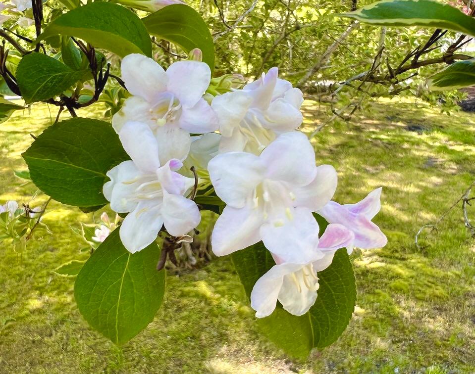 199 Timberlane Drive Brewster, MA 02631 - Photo 13 of 44