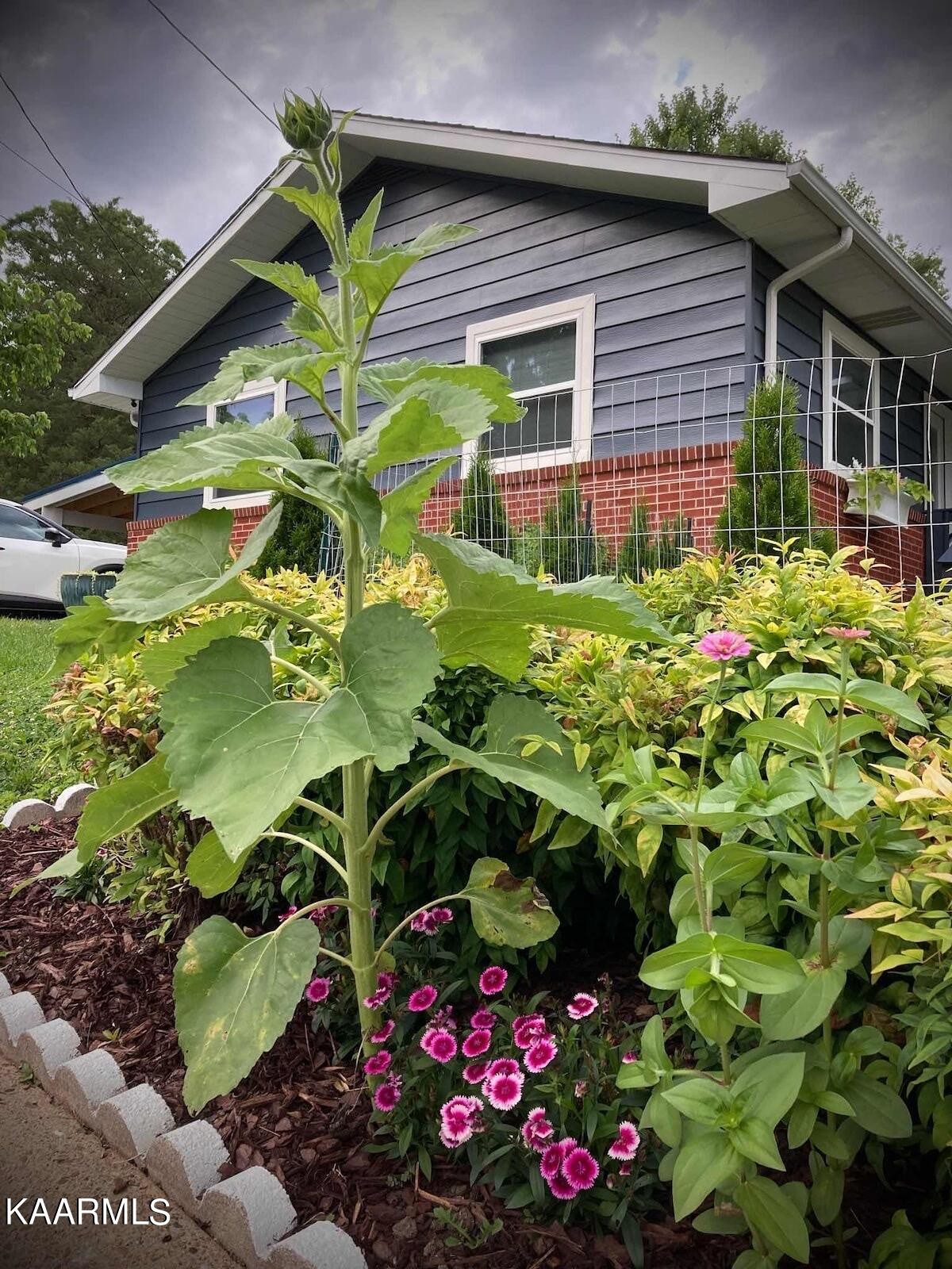 108 East Malta Road Oak Ridge, TN 37830 - Photo 49 of 53 a view of a flower in a yard
