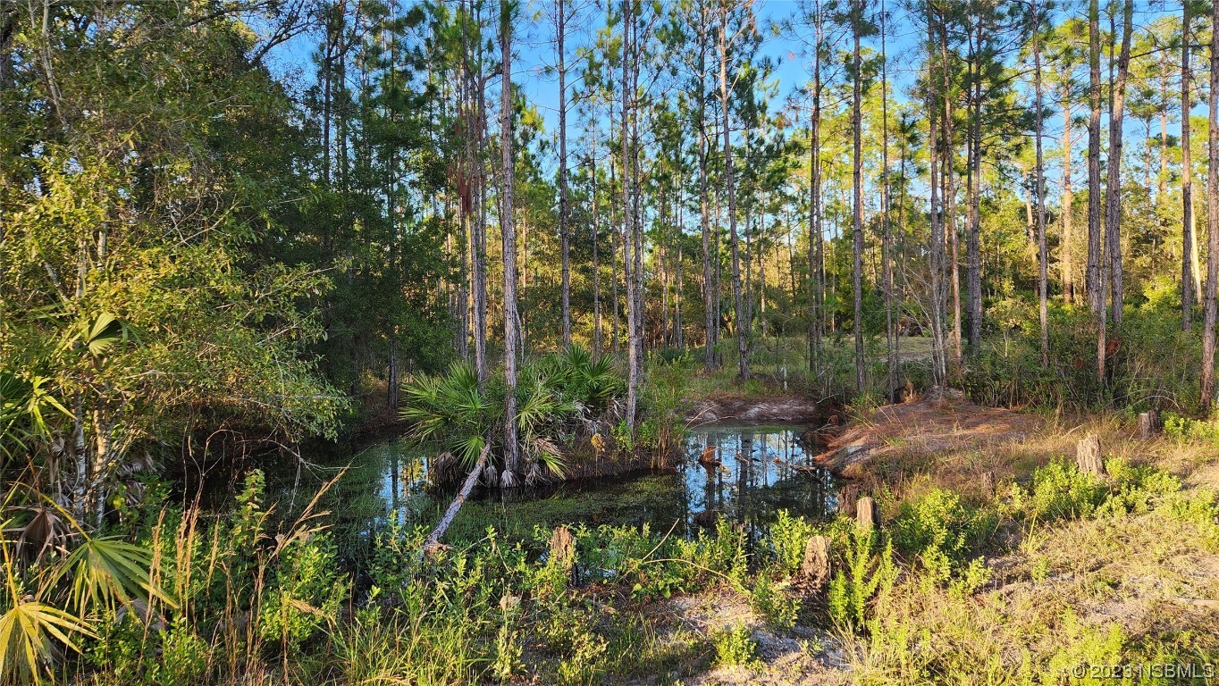 6262 Cherry Lane Bunnell, FL 32110 - Photo 27 of 41 a view of a yard with plants and large trees